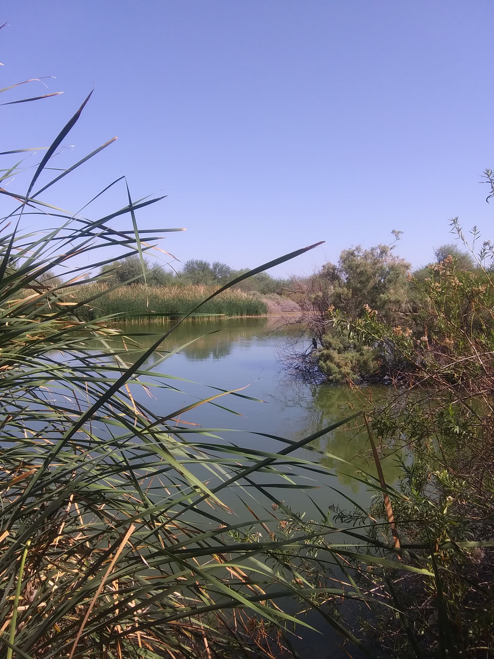 reeds next to river