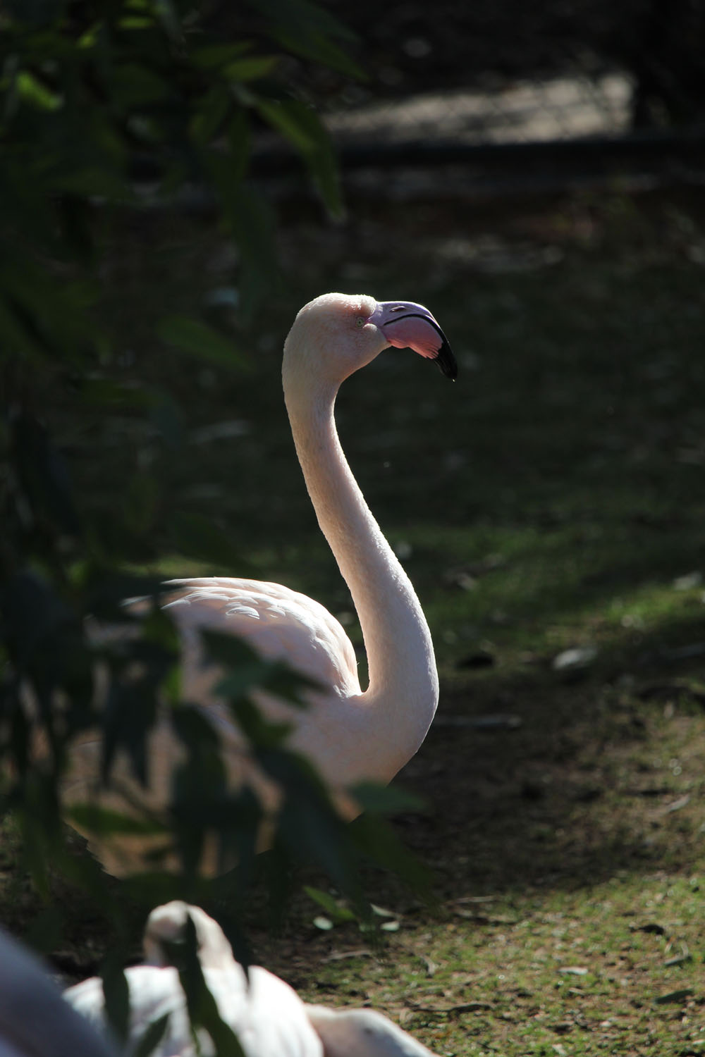 long neck duck