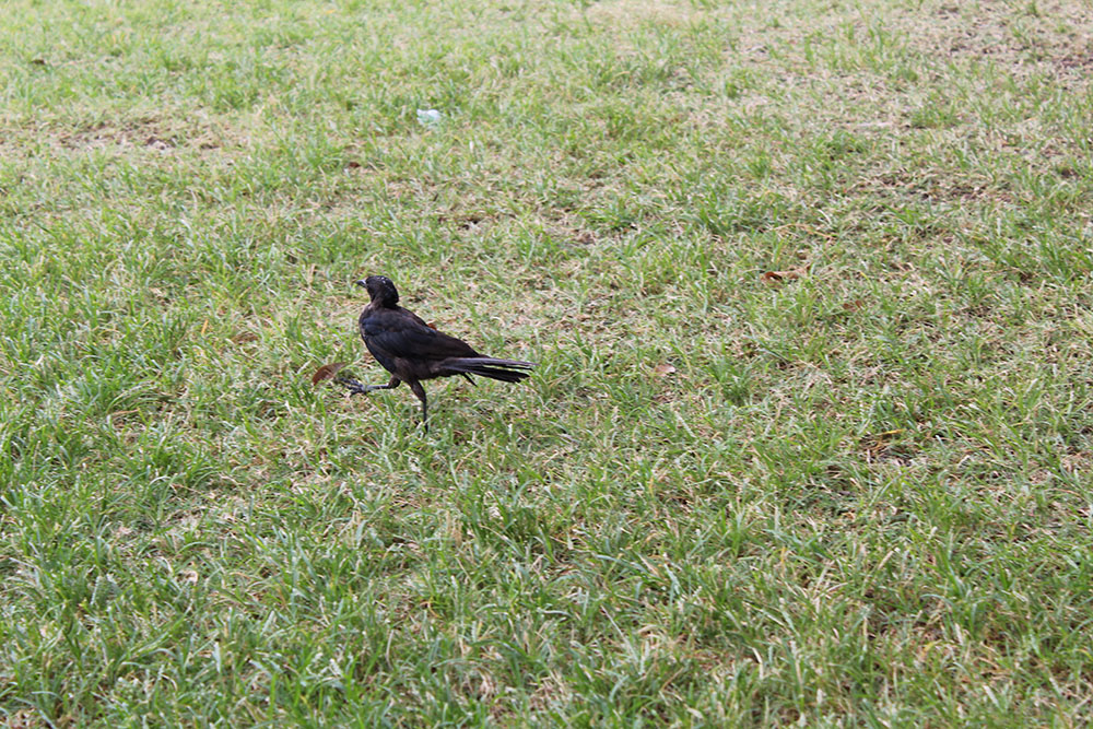 Black bird walking on grass