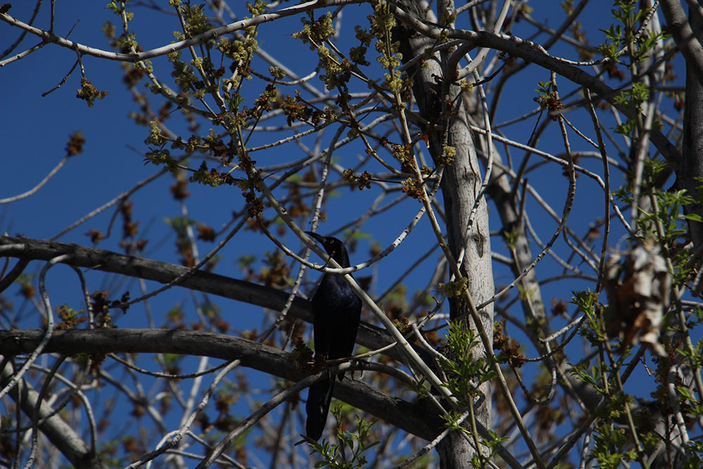 Black Bird on tree