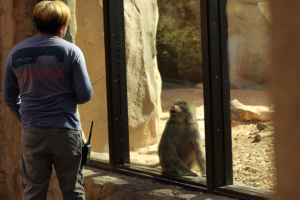 Man cleaning window while monkey watching