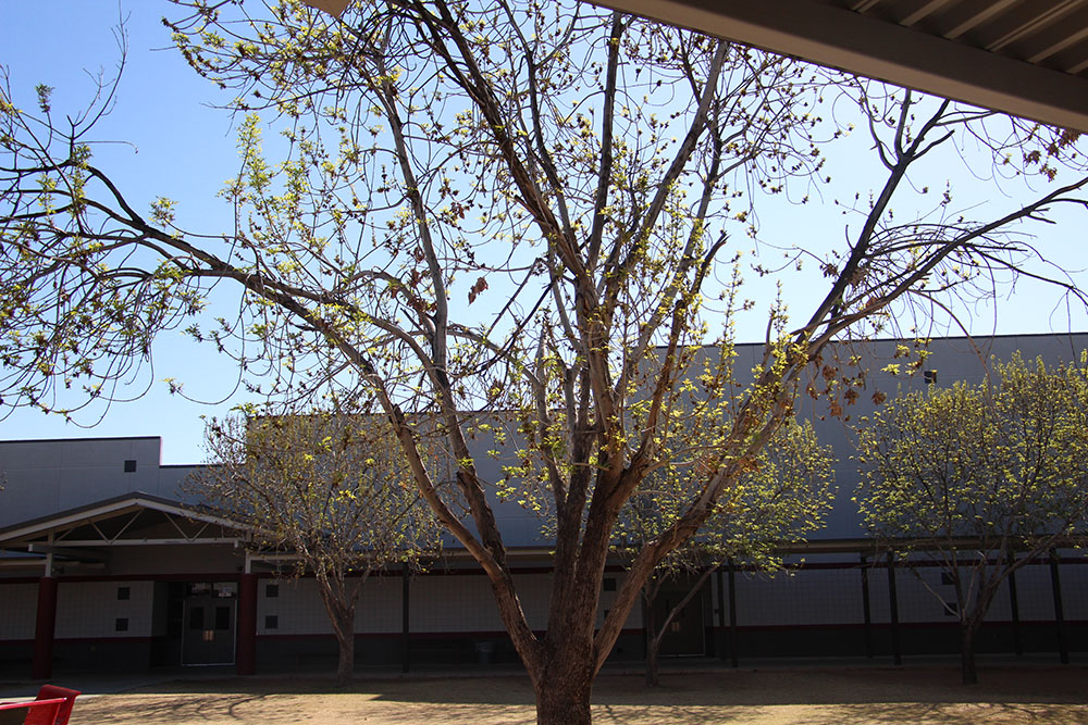 Tree in Desert ridge courtyard