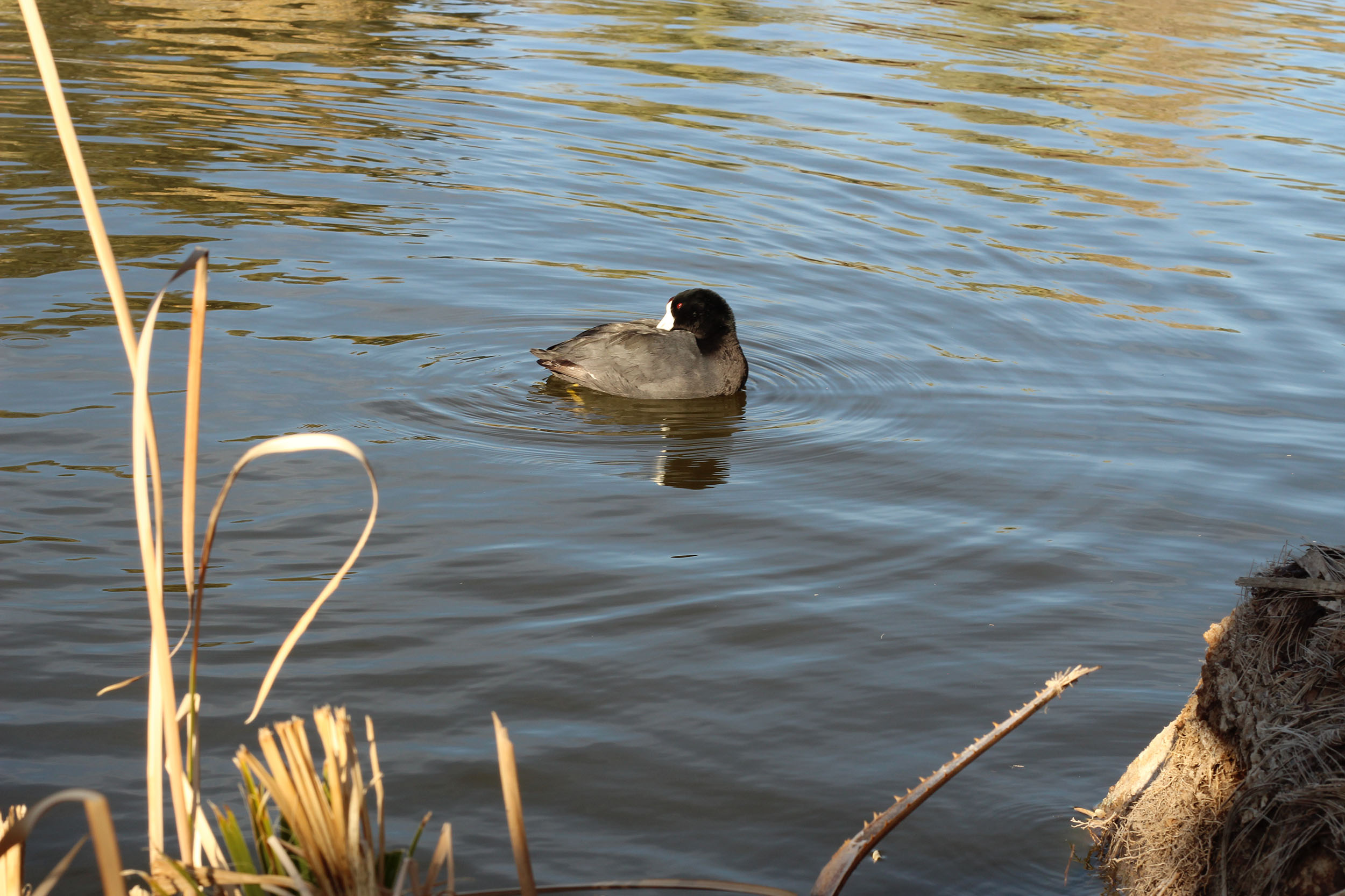 Duck in the Pheonix Zoo pond