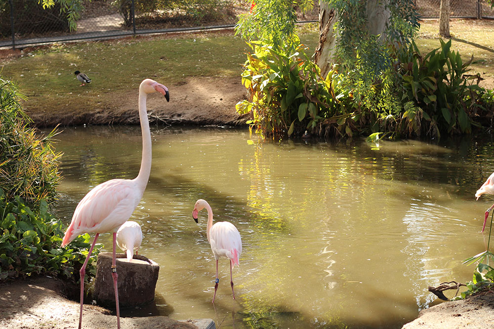 Pink Flamingos in a pond