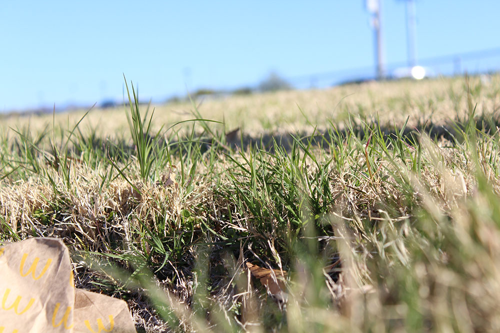 Shot of the Grass at DRHS!