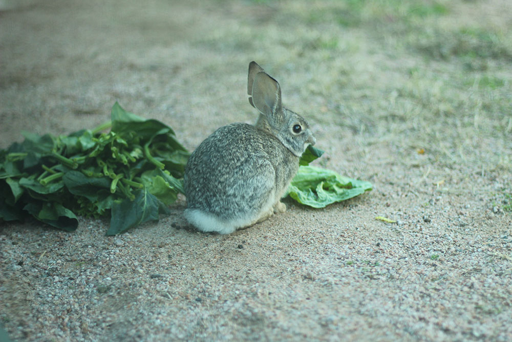 Bunny eating spinach