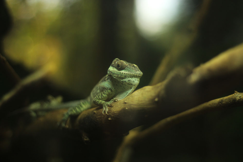 Green Lizard on branch