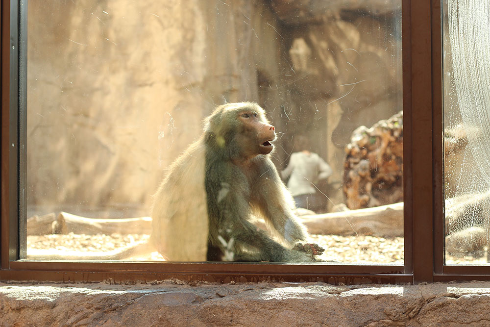 Monkey looking through window