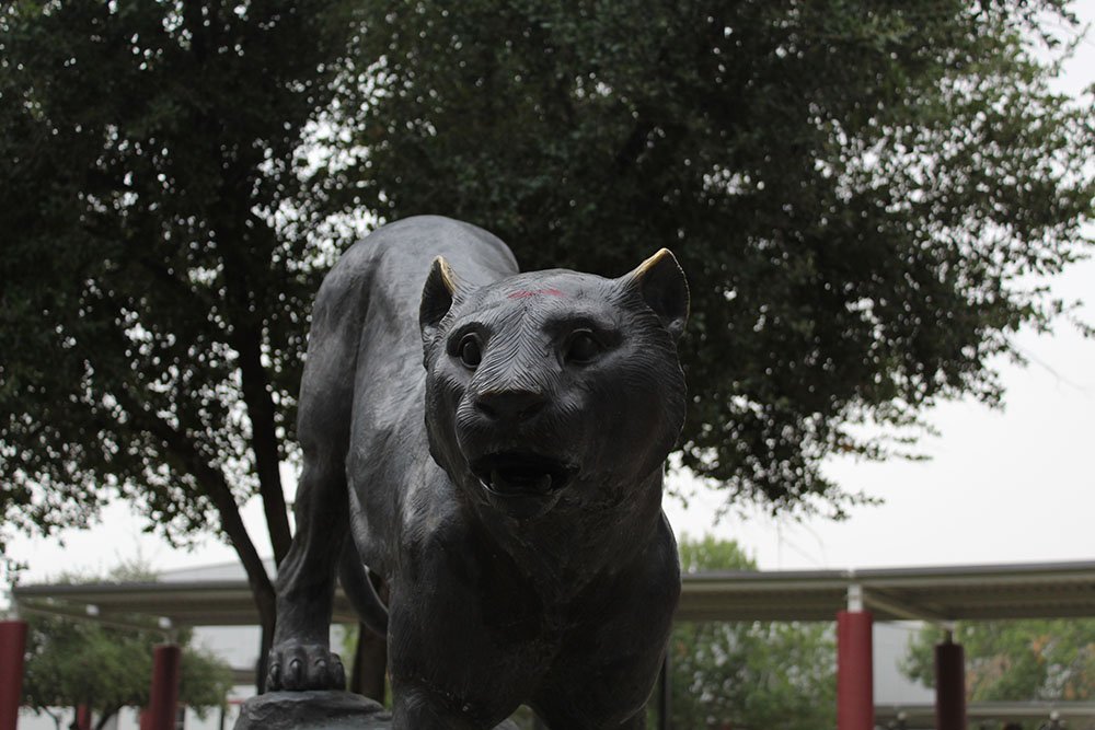 Desert Ridge Jaguar in courtyard