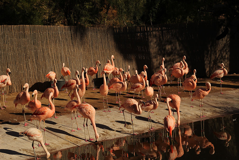 Several bright pink flamingos