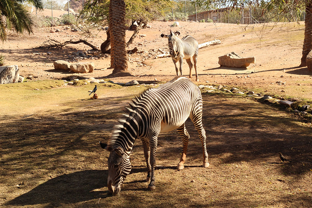 Zebra eating Grass