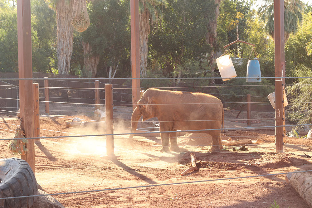 Elaphant at Phoenix Zoo