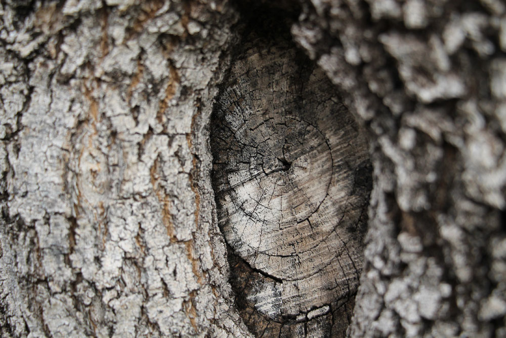 Close up of a tree