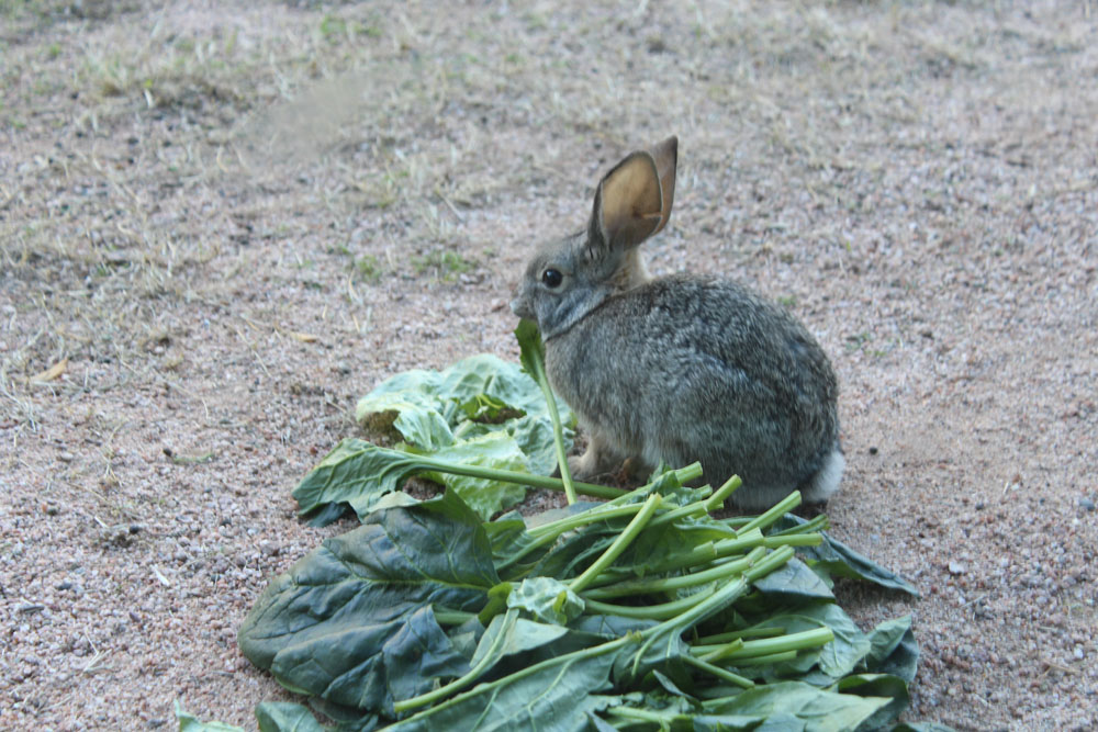 Rabbit at the Phoenix Zoo in the Orangutuan Pen