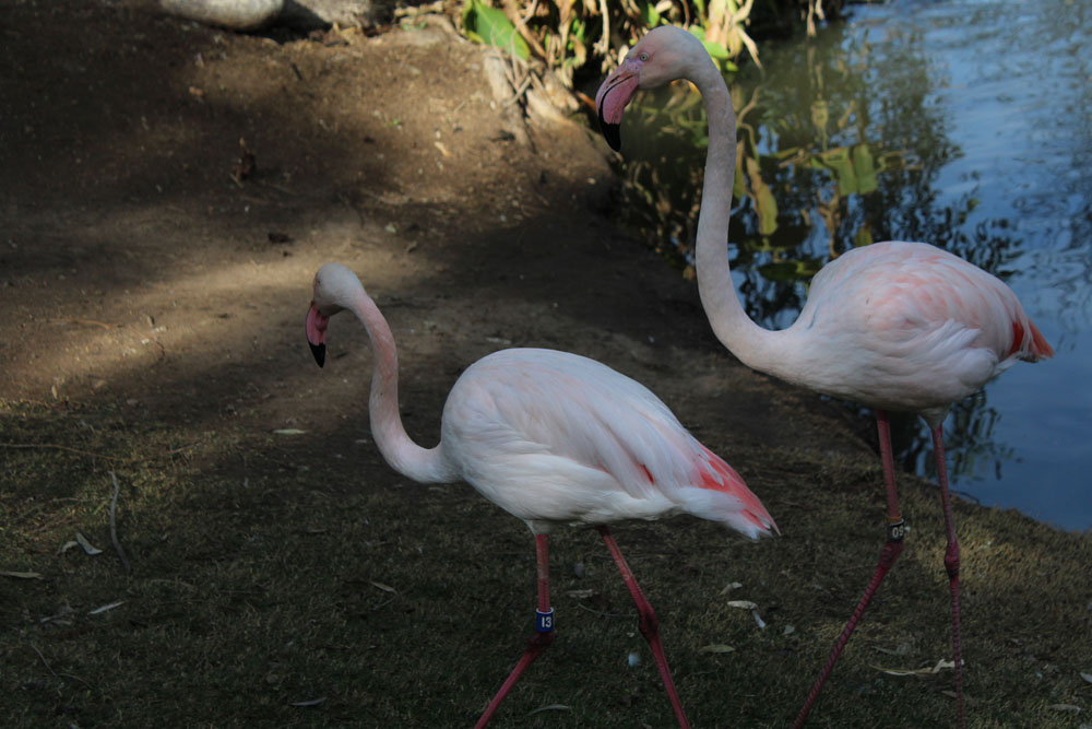 Flamingos