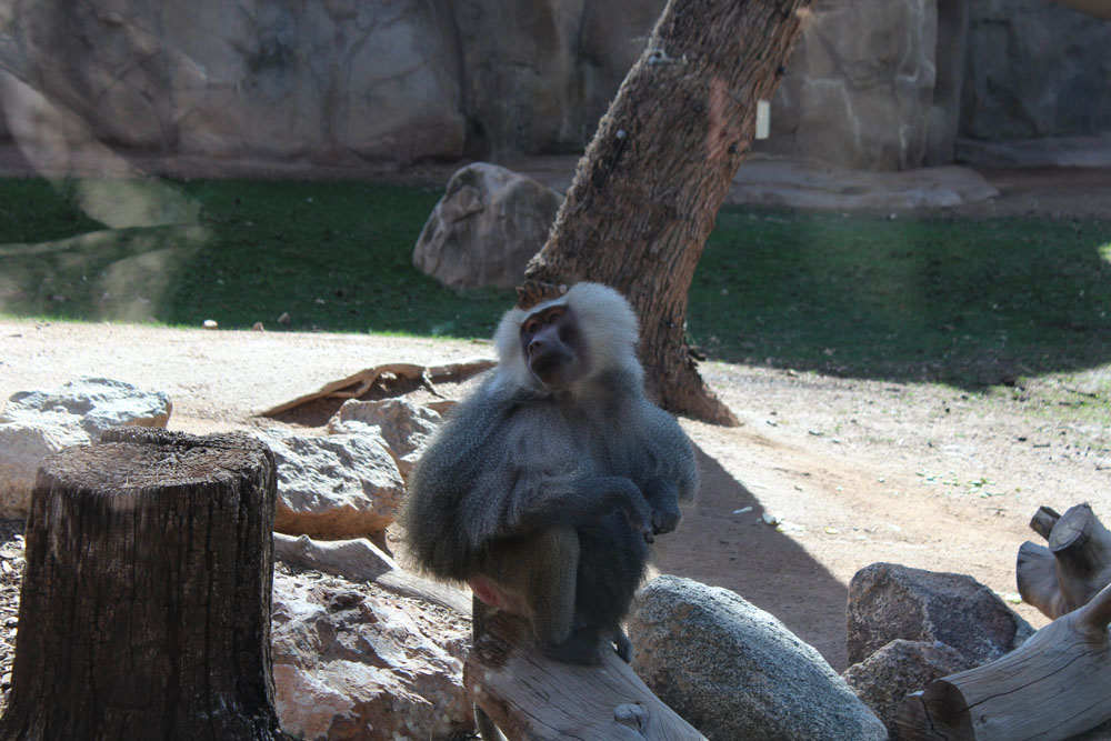 Monkey at the Phoenix Zoo