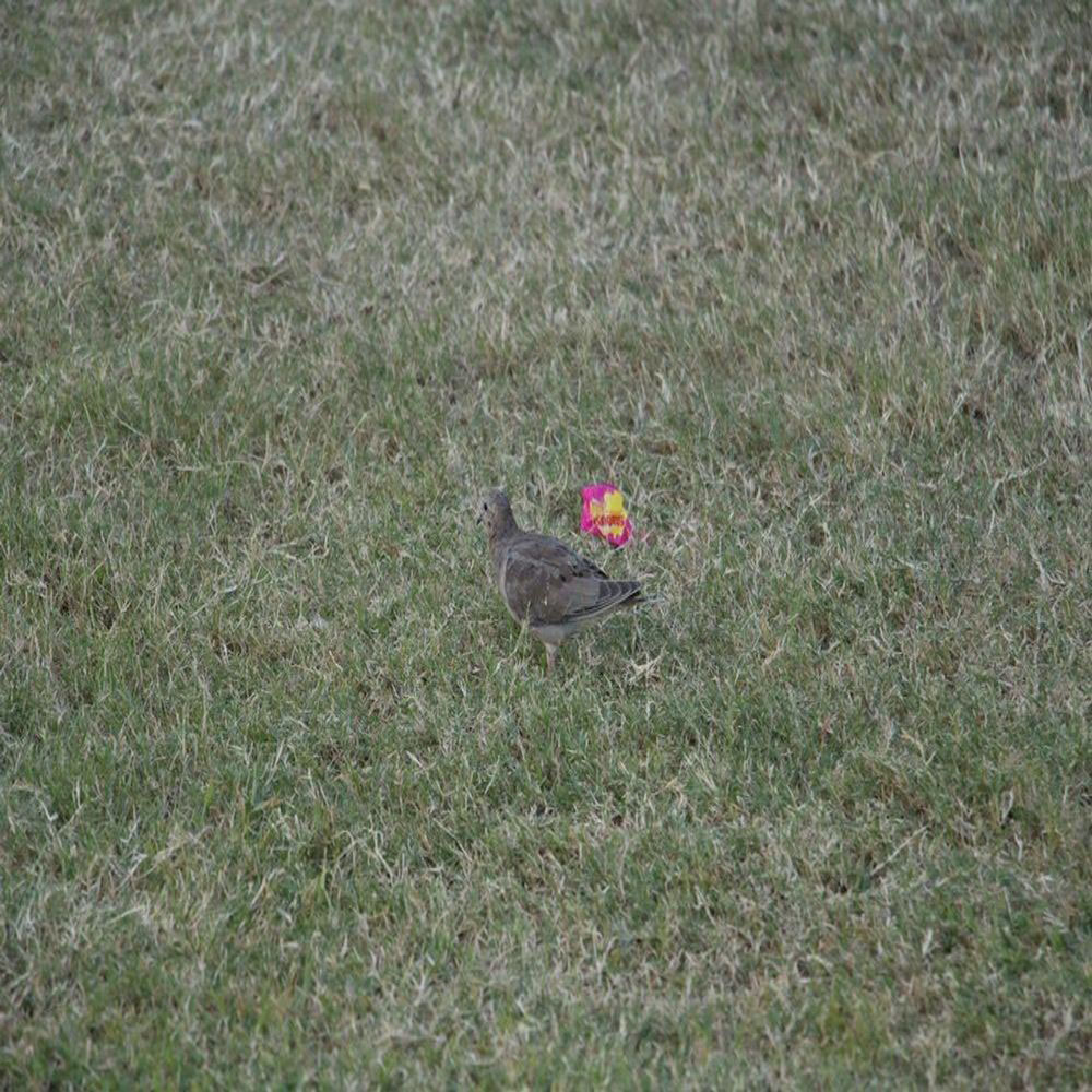 Bird and a starburst wrapper