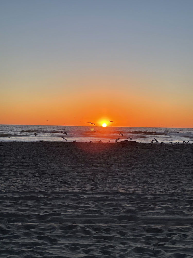 Seagulls flying at sunset in San Diego