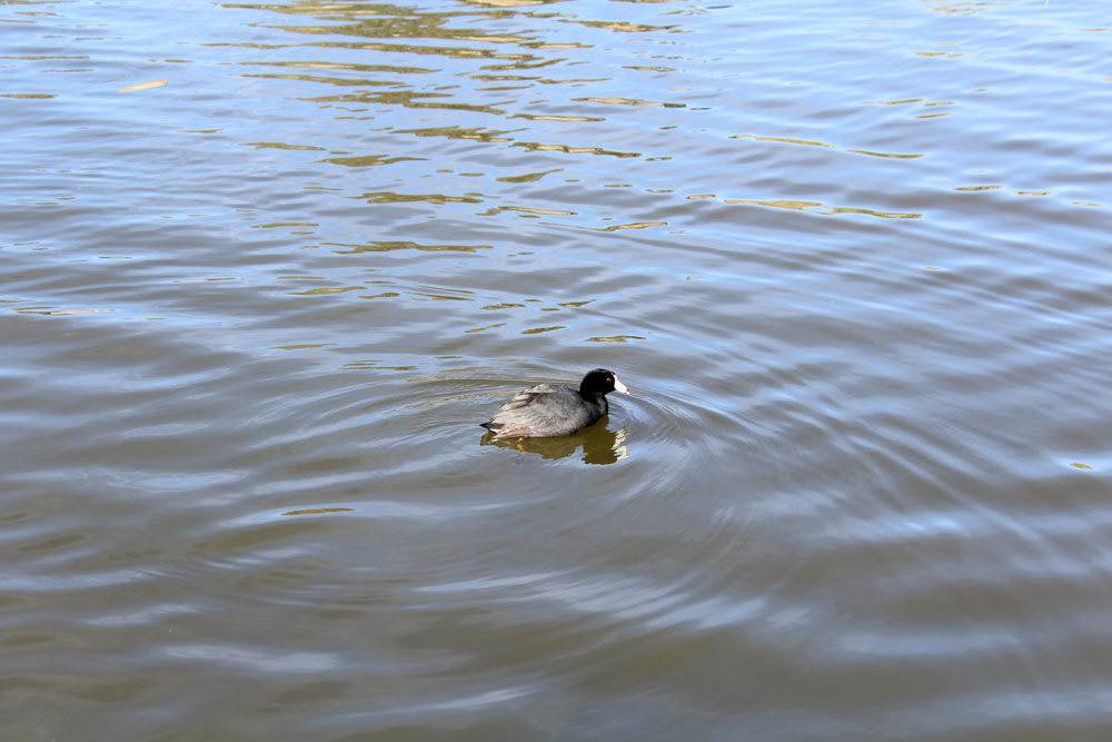 Water Bird