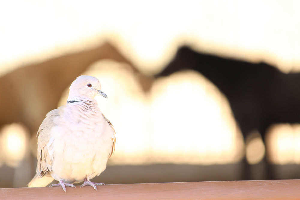 Bird and Horses