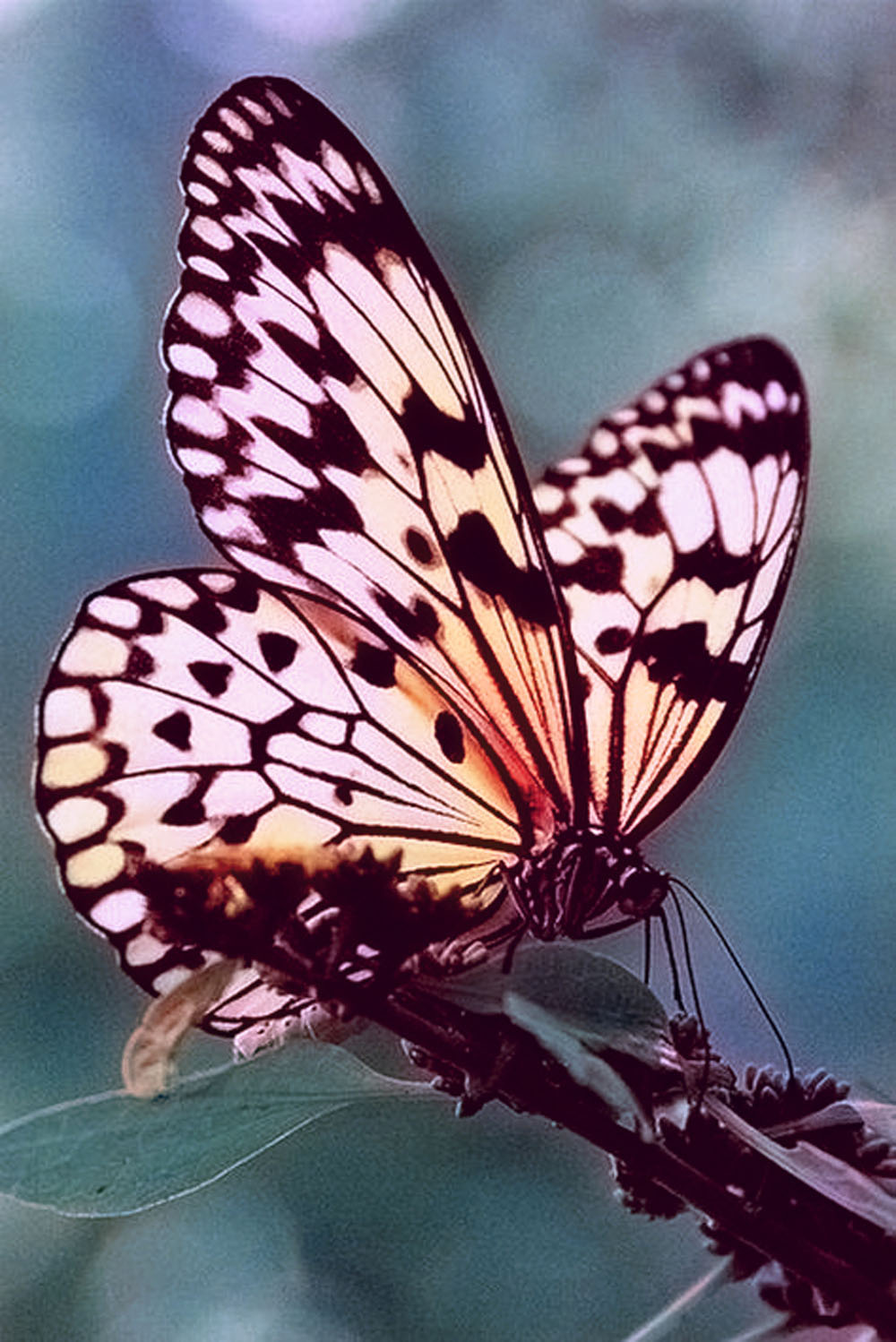 Colorized Butterfly Photoshop