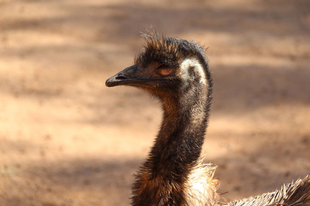 Ostrich