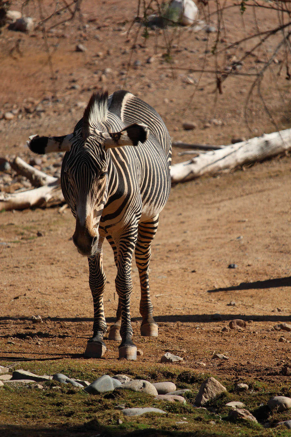 Zebra