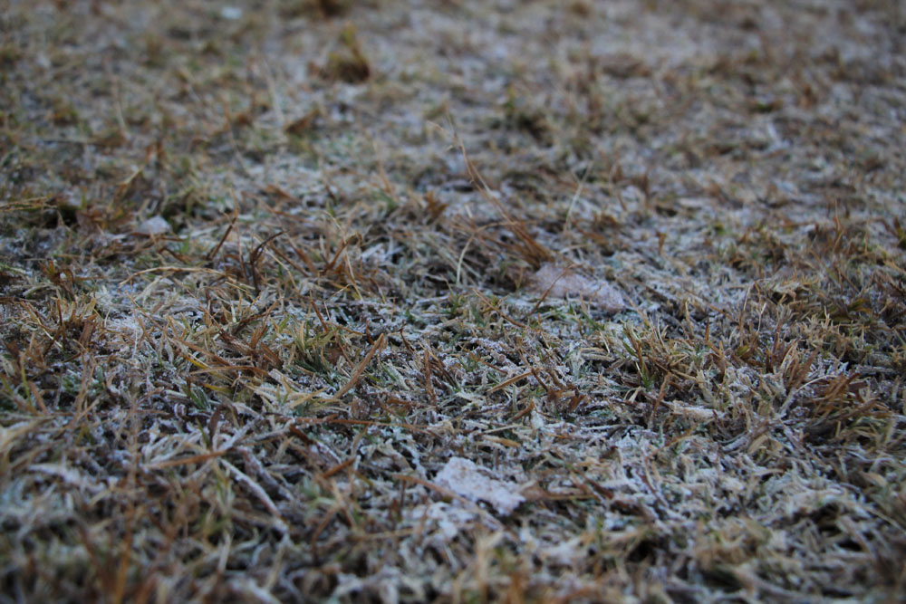 frost-on-the-grass