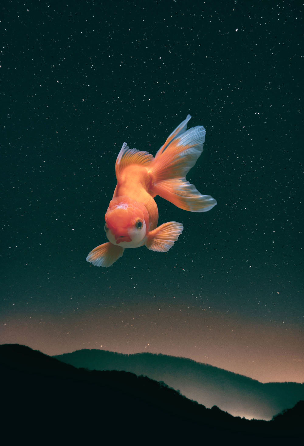 an-orange-fish-in-outer-space