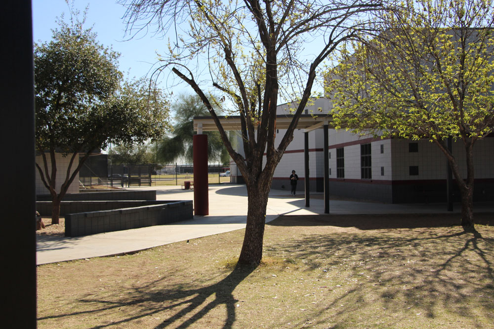 tree-in-the-courtyard