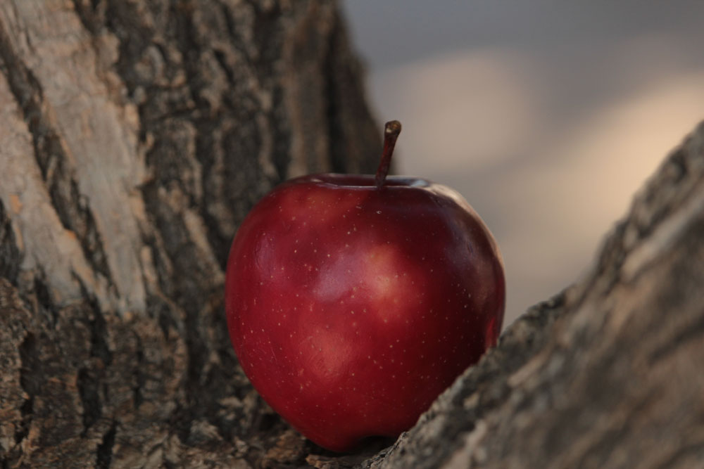 Apple Tree