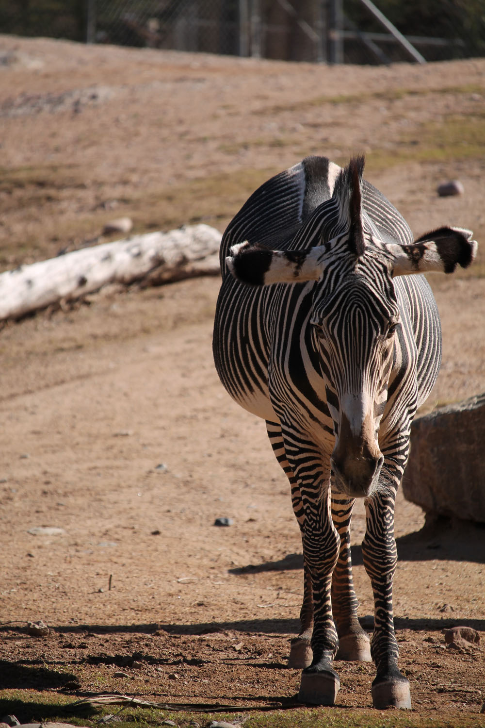 Debra the zebra