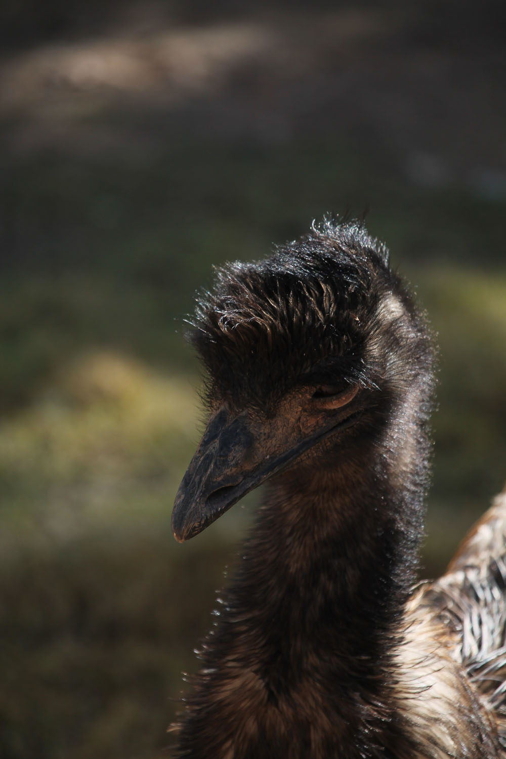 Emu