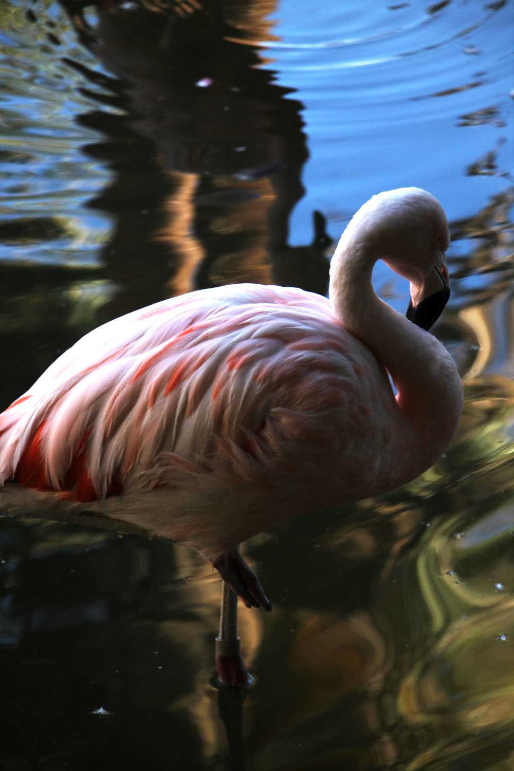 flamingo yoga