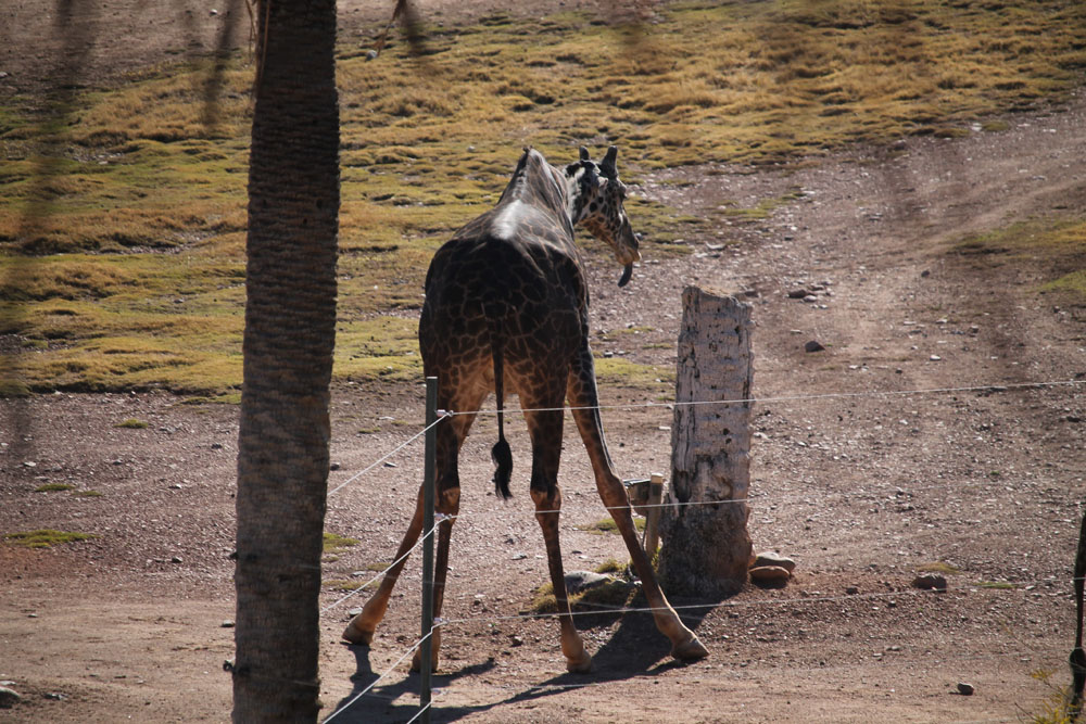 giraffe