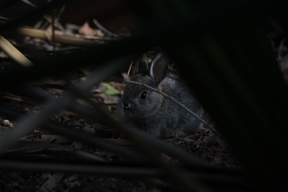 hiding bunny