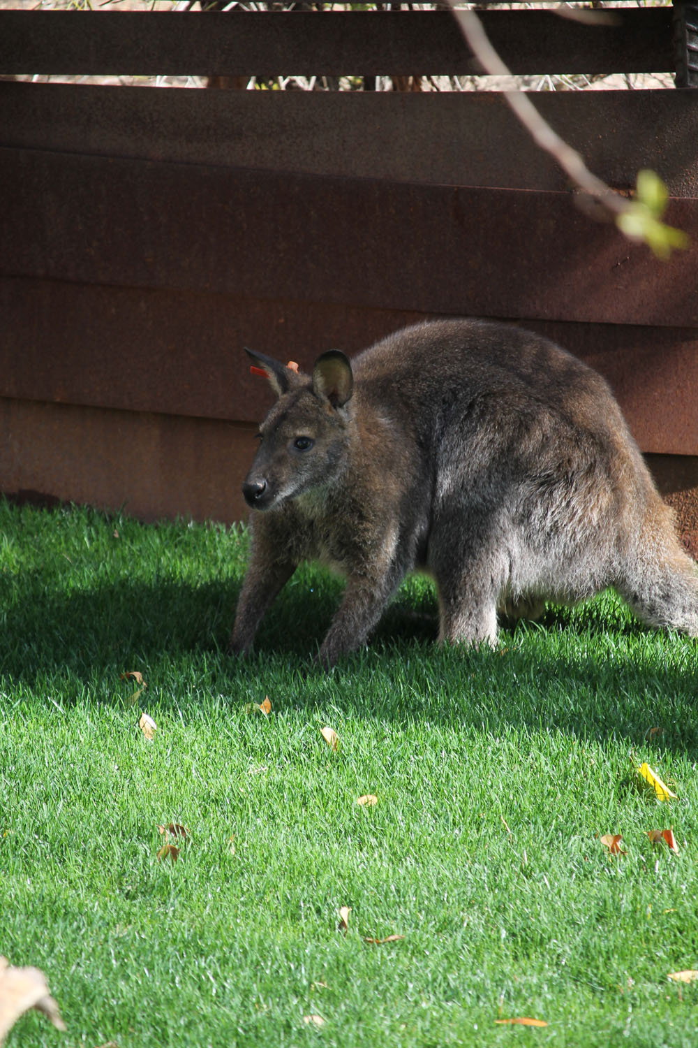 kangaroo