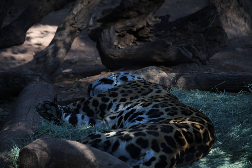 sleeping jag