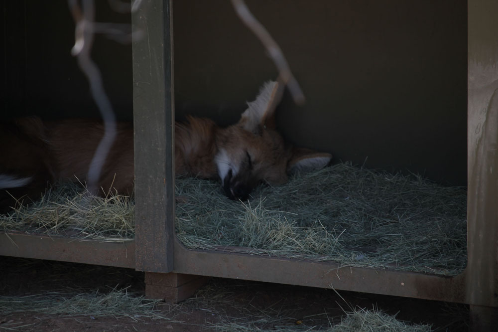 sleeping wolf