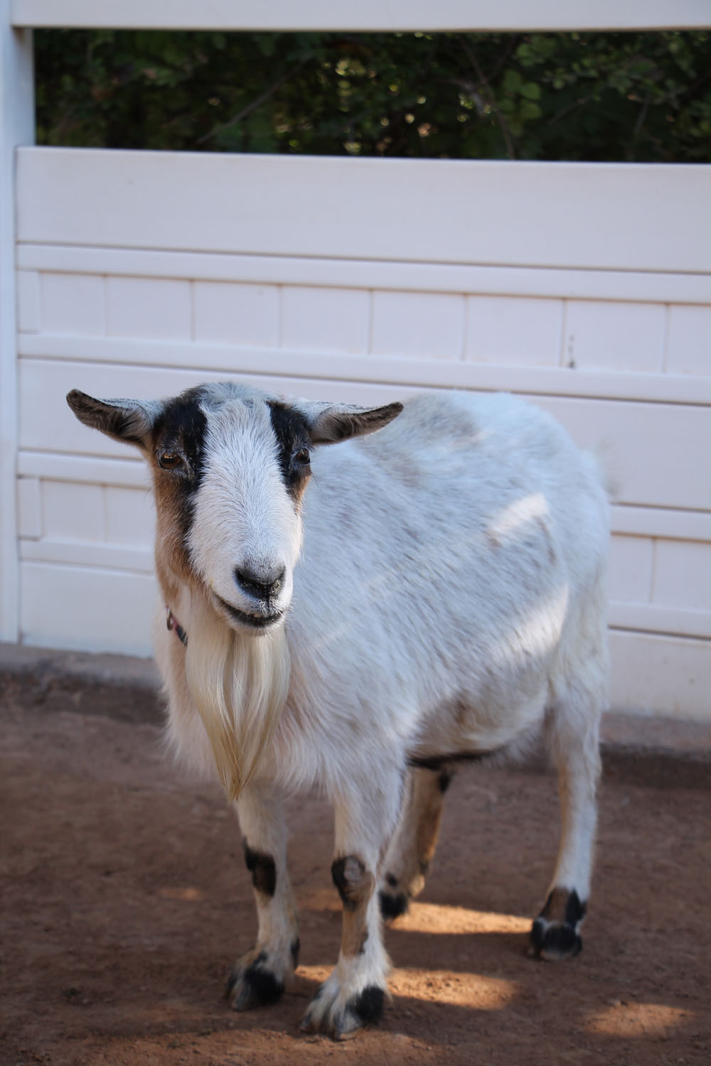 sweet goat