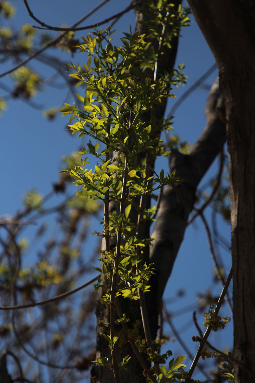 tree branch