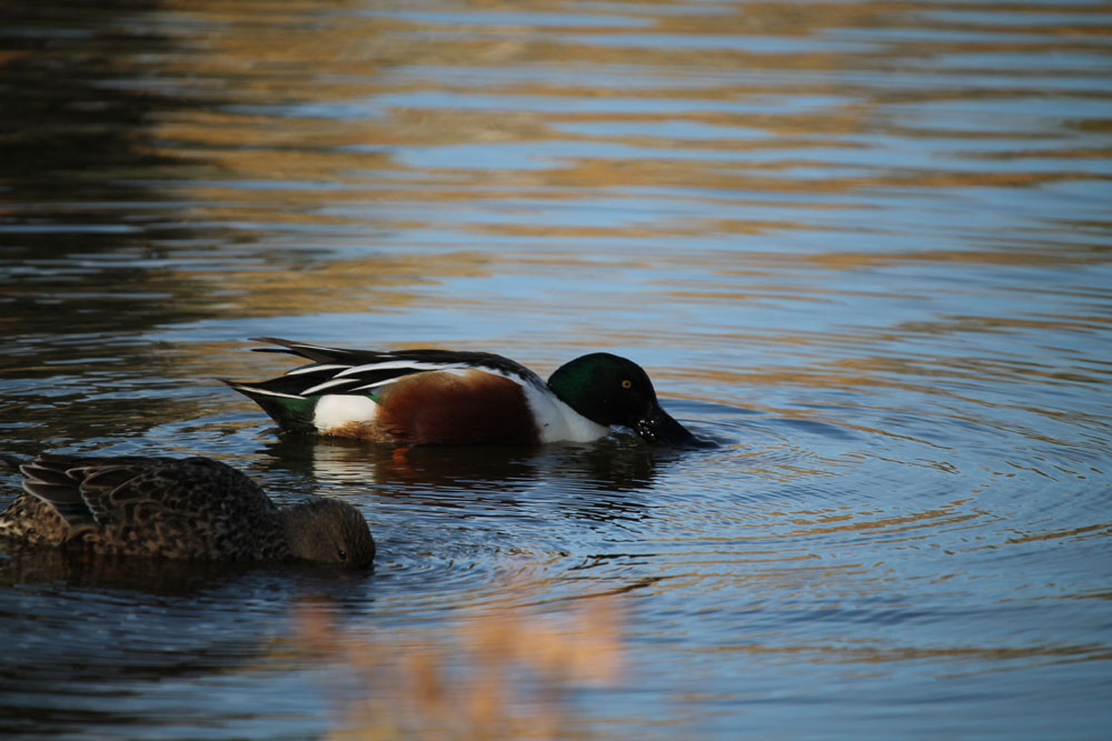 two ducks