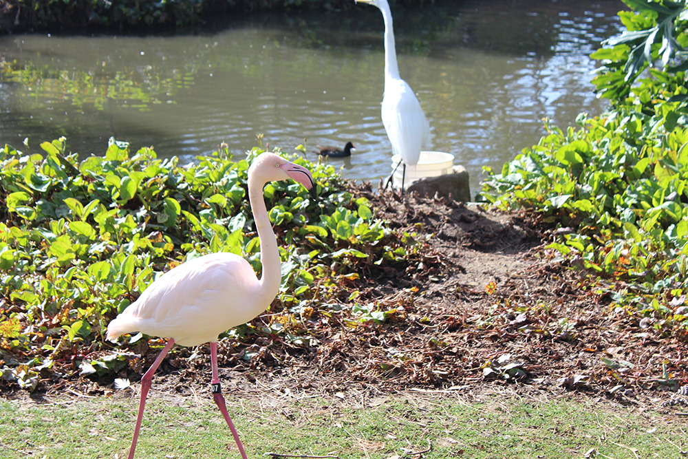 Flamingo at the Phoenix Zoo.