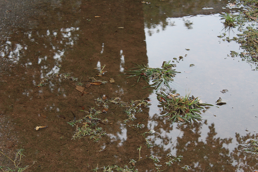 Puddle with leaves in the reflection.