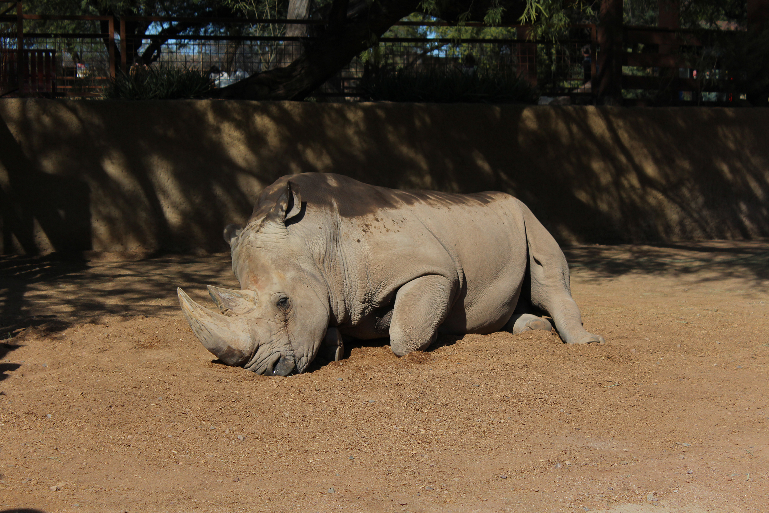 Rhino at the Phoenix Zoo.