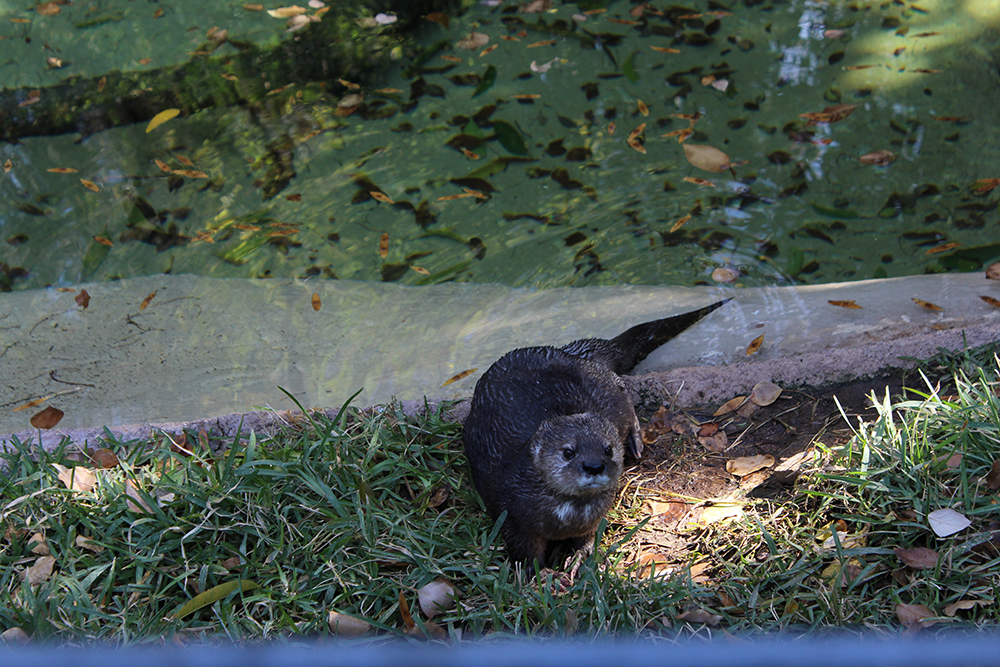 Otter in the pond at the Phoenix zoo.