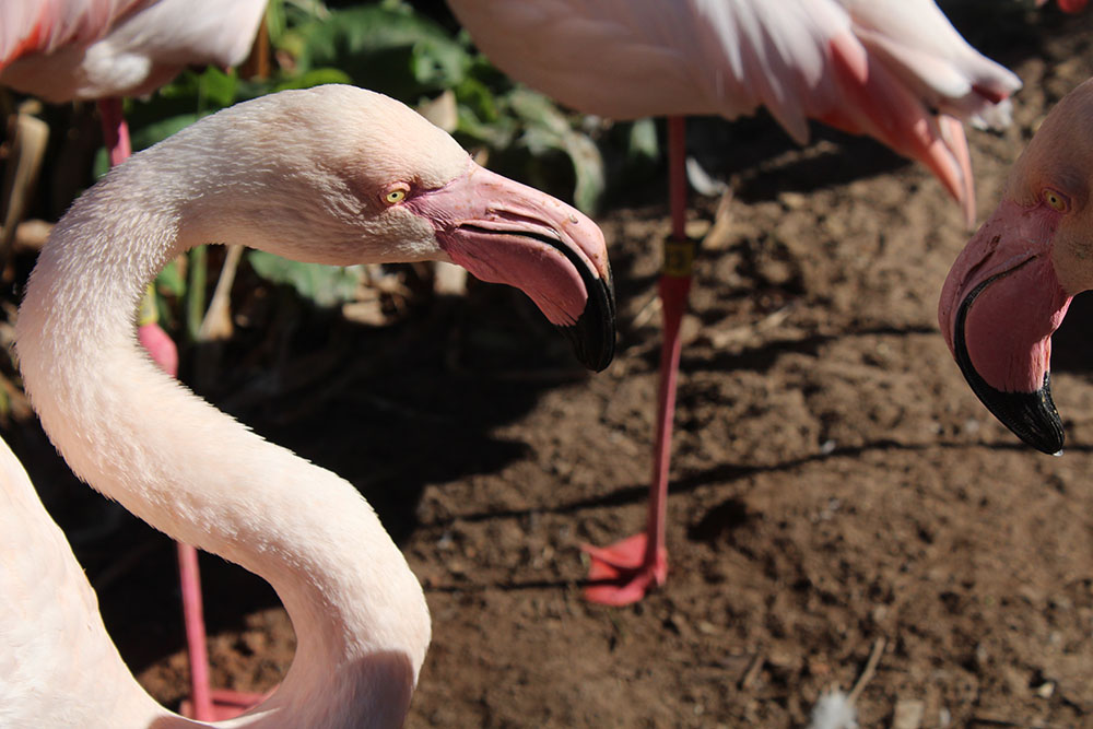 flamingos at the zoo