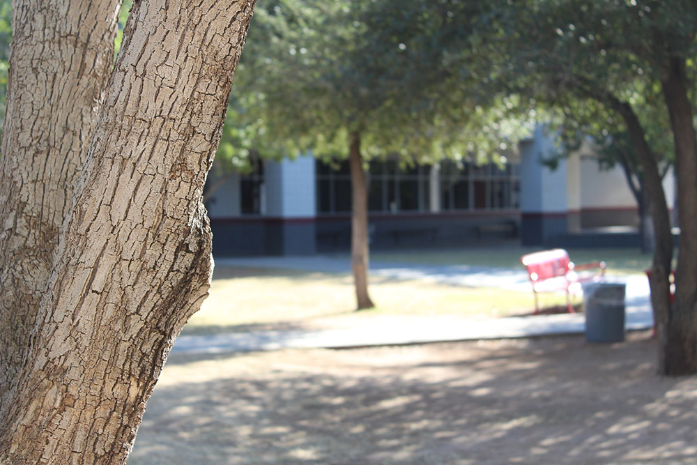 picture of courtyard behind a tree