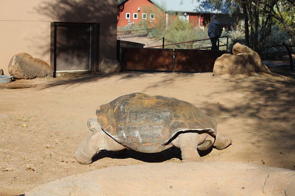 tortoise zoo picture