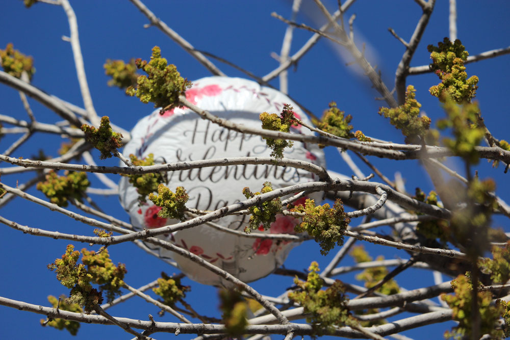 alentines baloon stuck in the tree